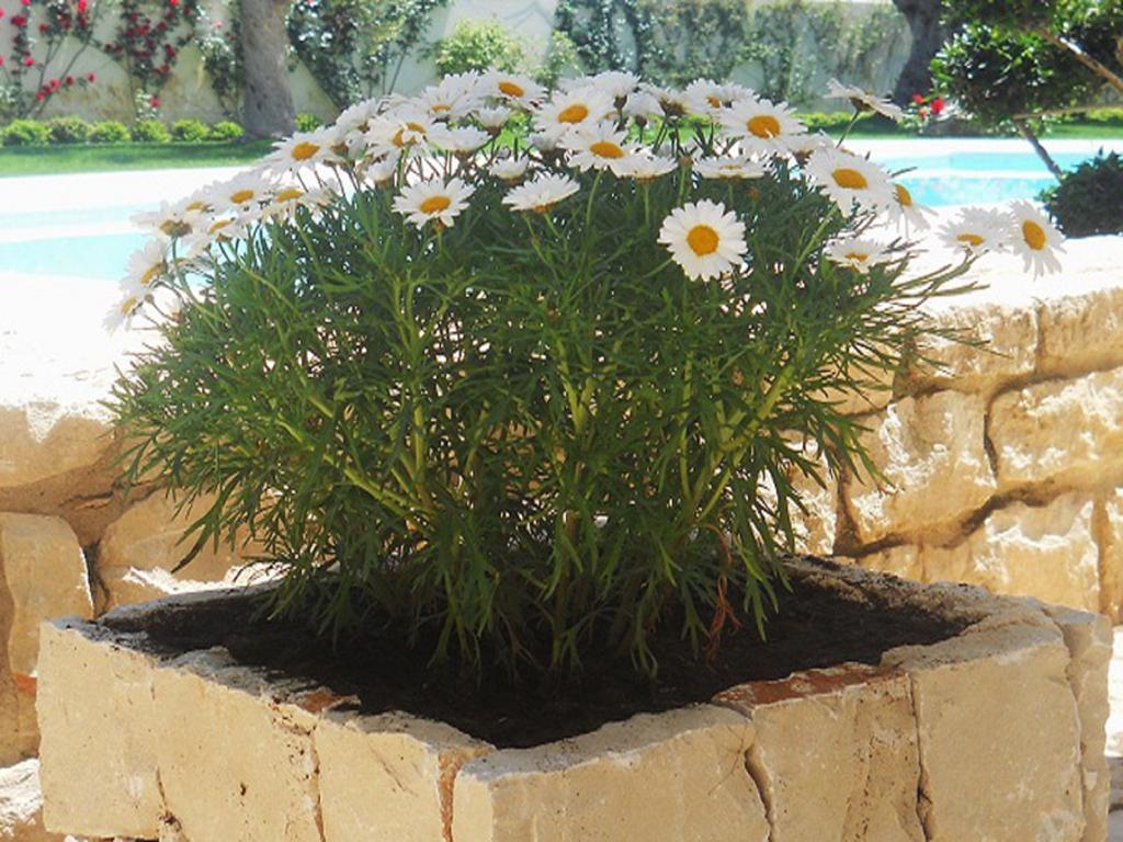 Il Giardino Dei Carrubi Villa Доналуката Екстериор снимка